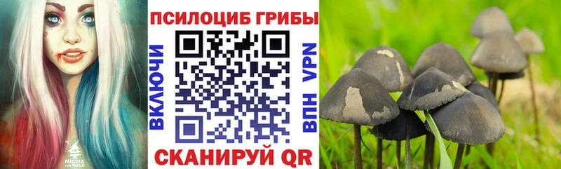 наркотики  Сольцы  Псилоцибиновые грибы Psilocybe 